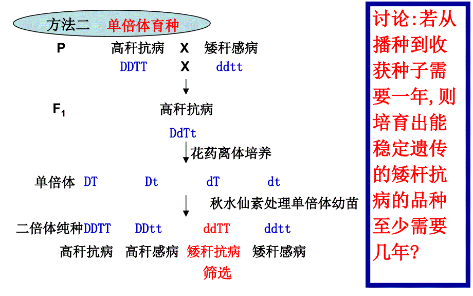 24从杂交育种到基因工程_第4页