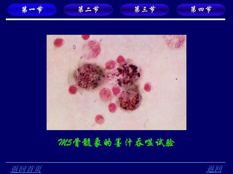 第十部分白细胞检验的基本方法教学课件_第5页