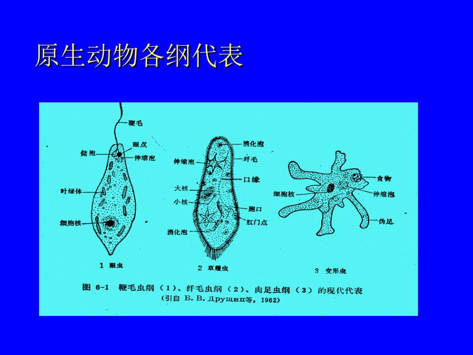 古生物学5讲 原生动物_第4页