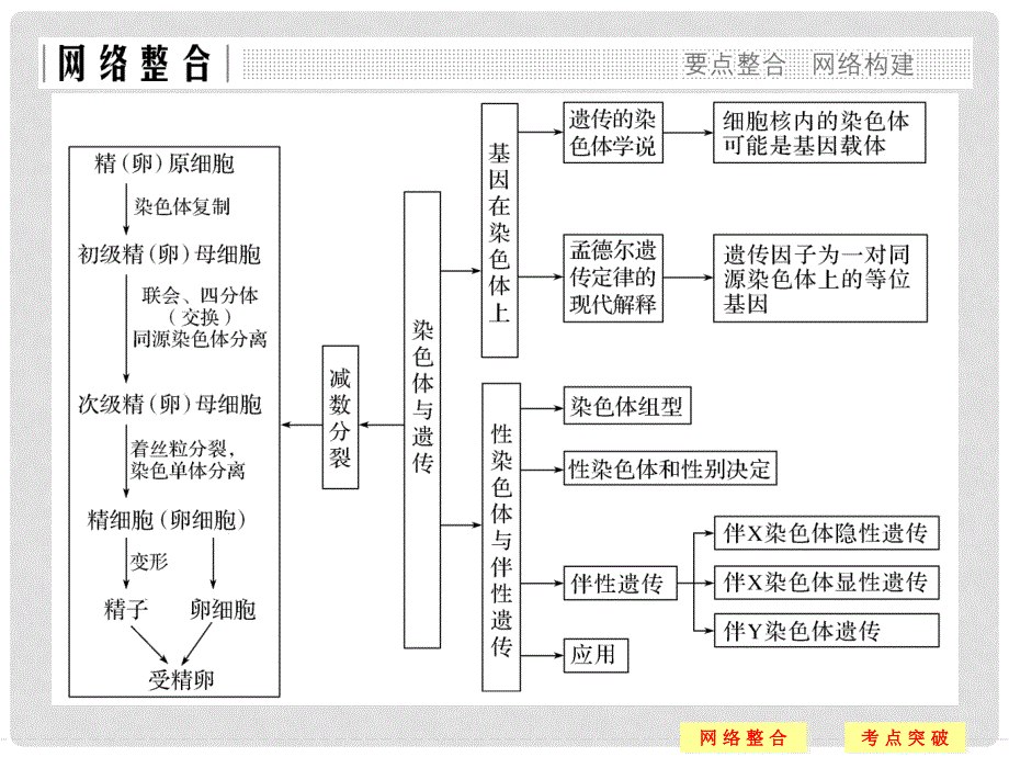 高中生物 第二章 染色体与遗传章末整合同步备课课件 浙科版必修2_第2页