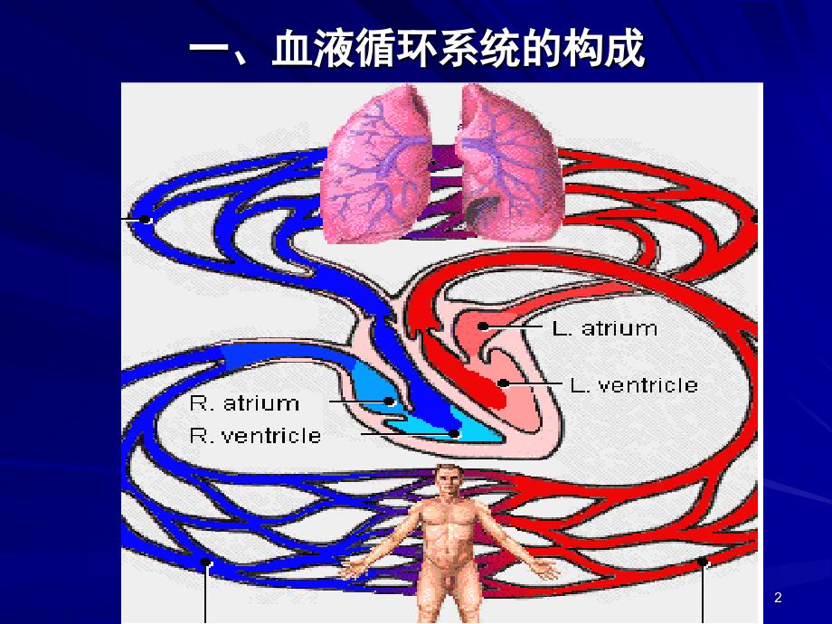 心肌细胞的生物电现象课堂PPT_第2页