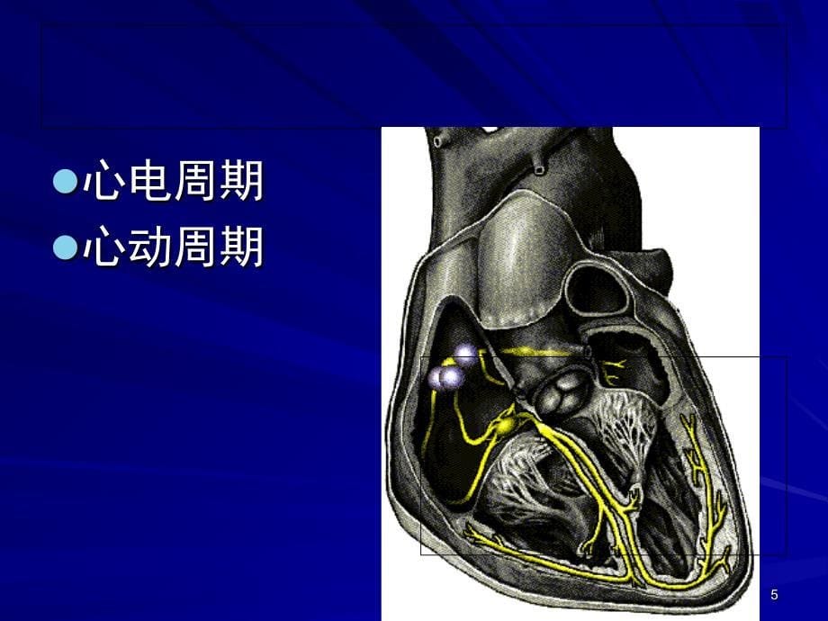 心肌细胞的生物电现象课堂PPT_第5页