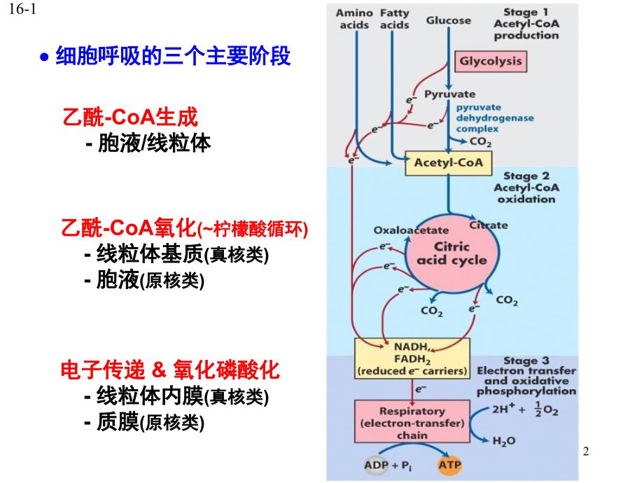 《柠檬酸循环》PPT课件_第2页