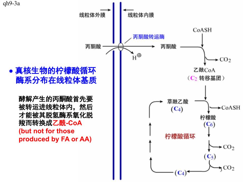 《柠檬酸循环》PPT课件_第3页