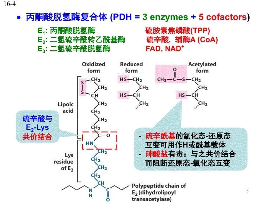 《柠檬酸循环》PPT课件_第5页