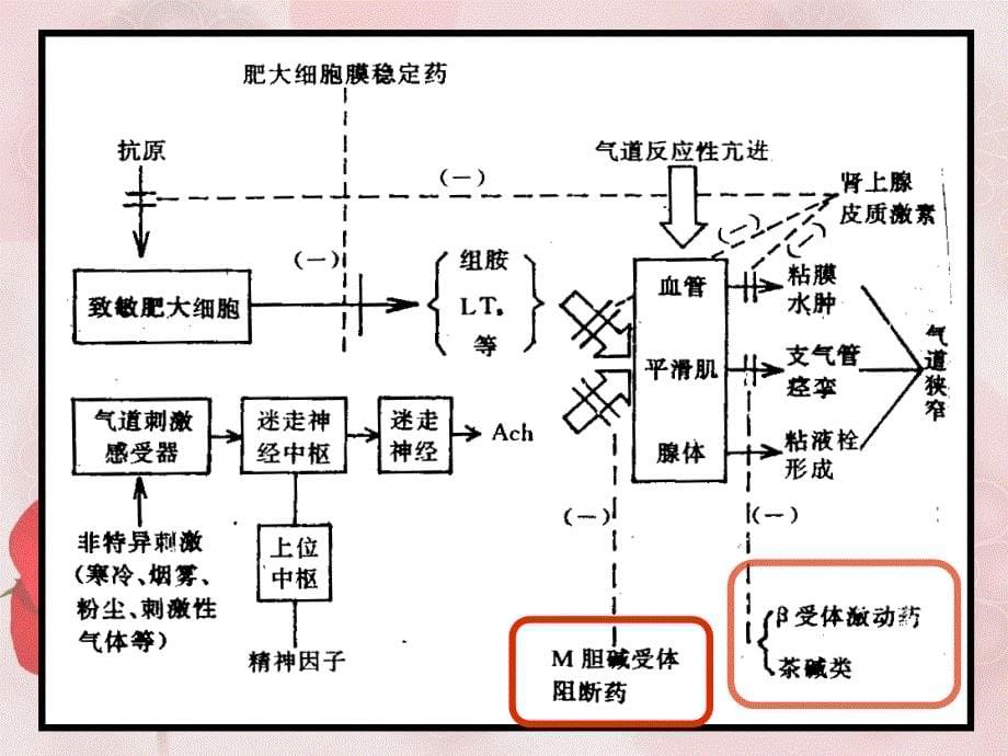 支气管扩张药+-+副本2课件_第5页