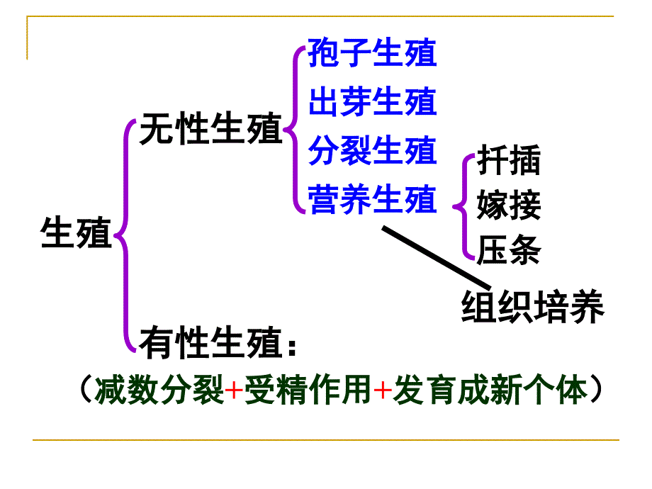 菊花的组织培养--_第2页