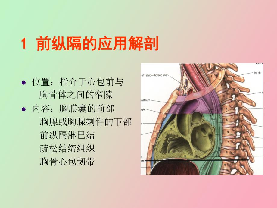 断面解剖纵膈下PPT课件_第3页