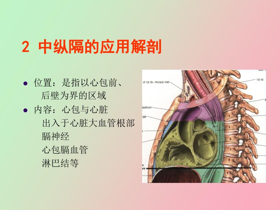 断面解剖纵膈下PPT课件_第4页