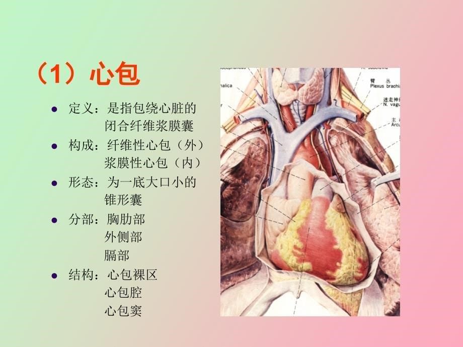 断面解剖纵膈下PPT课件_第5页