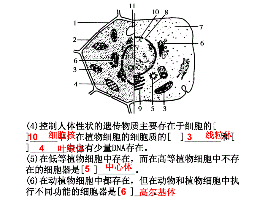 生物必修一典型题课件_第4页