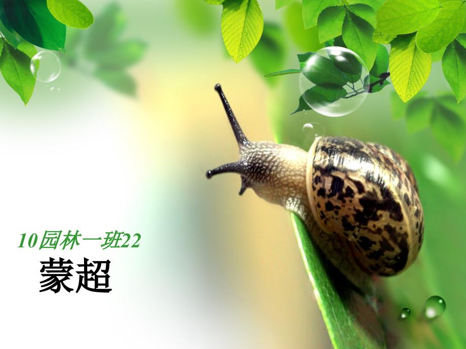 [定稿]猪笼草_第1页