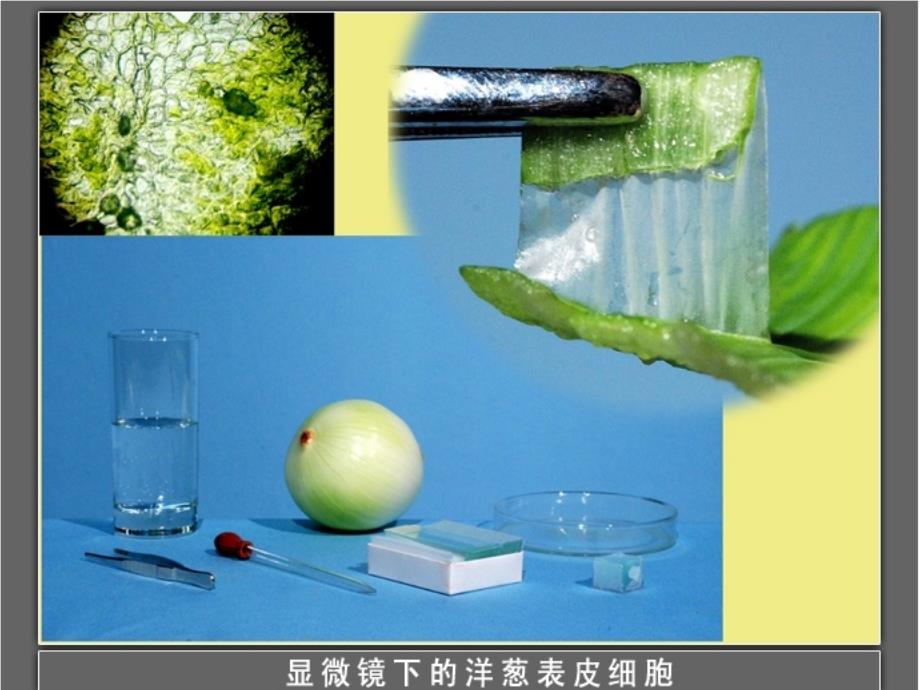 六年级科学下册 第一单元 微小世界 5 用显微镜观察身边的生命世界(一)课件7 教科版_第3页