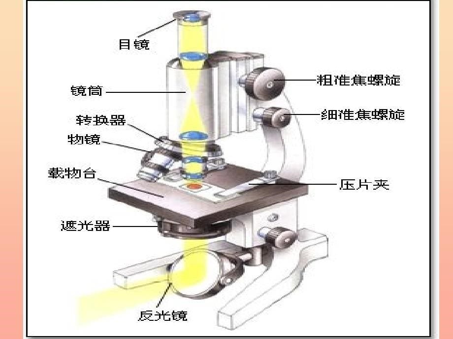 六年级科学下册 第一单元 微小世界 5 用显微镜观察身边的生命世界(一)课件7 教科版_第5页