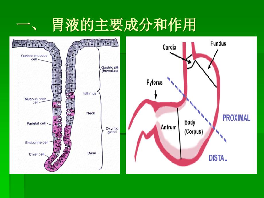 6.第六章消化与吸收_第4页