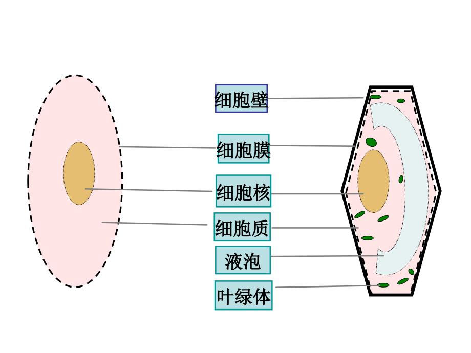 细胞的生活（一）_第1页