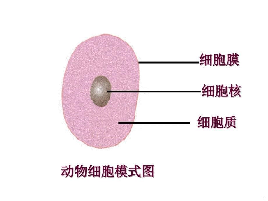 细胞的生活（一）_第5页