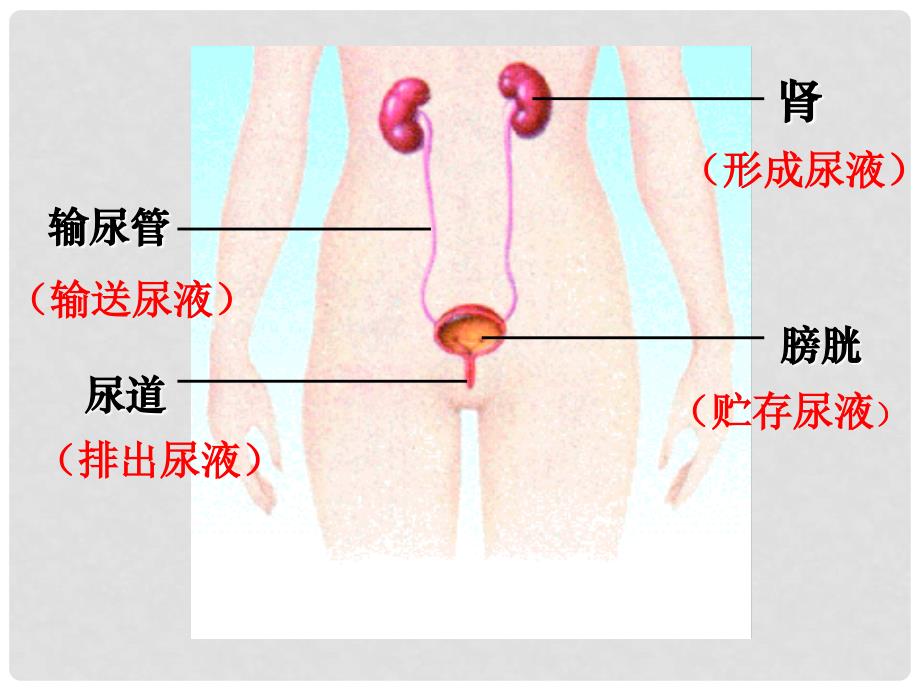 七年级生物下册 第十一章 第一节 人体泌尿系统的组成课件3 （新版）苏教版_第4页