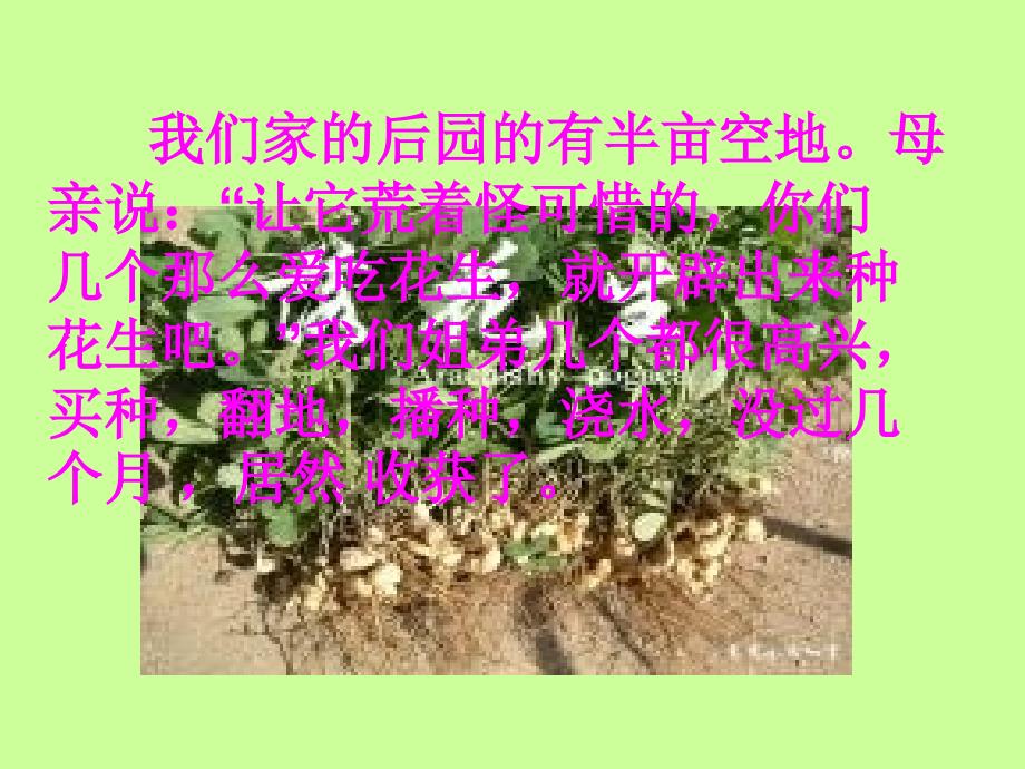 15《落花生》课件_第2页