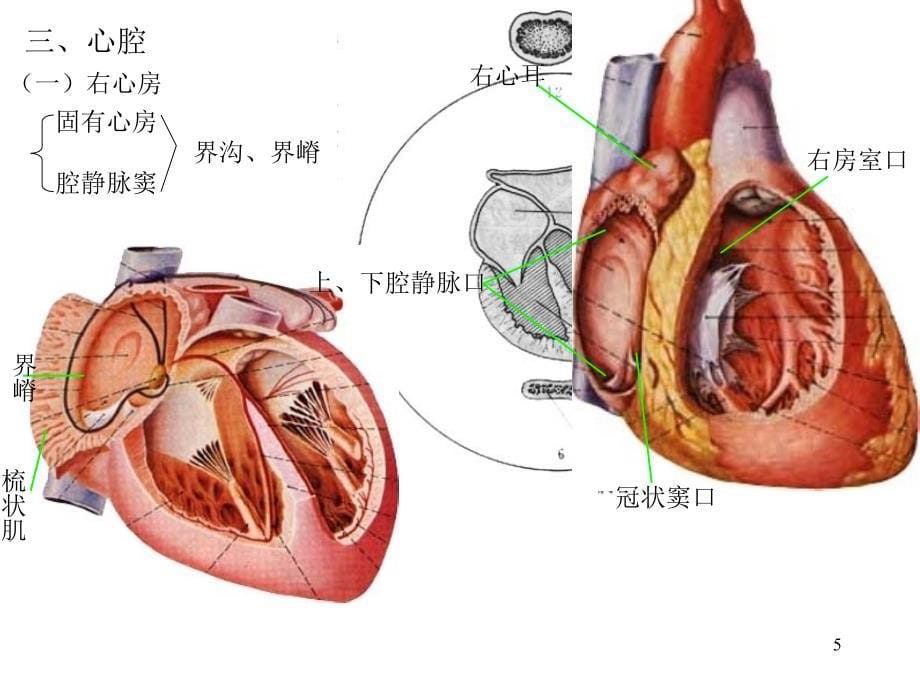 心脏解剖图PPT参考课件_第5页