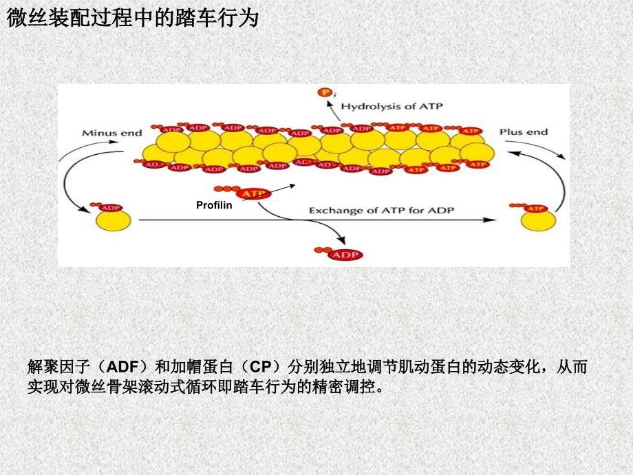 肿瘤细胞迁移中的信号通路_第4页