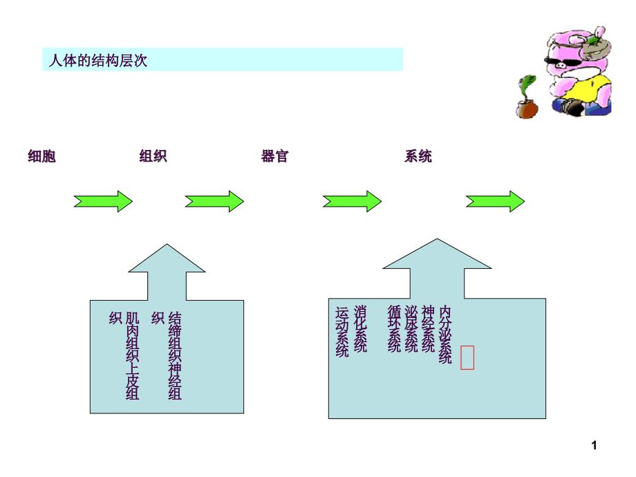 生物七下总复习一消化呼吸ppt课件_第1页