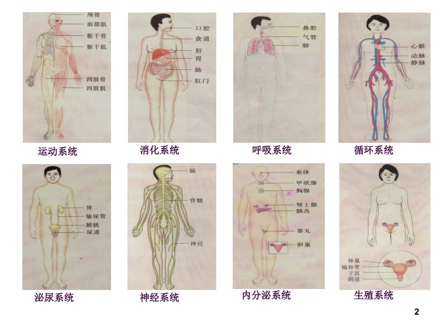 生物七下总复习一消化呼吸ppt课件_第2页