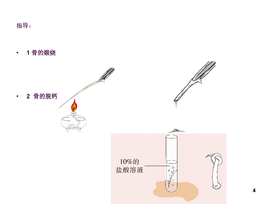 生物七下总复习一消化呼吸ppt课件_第4页