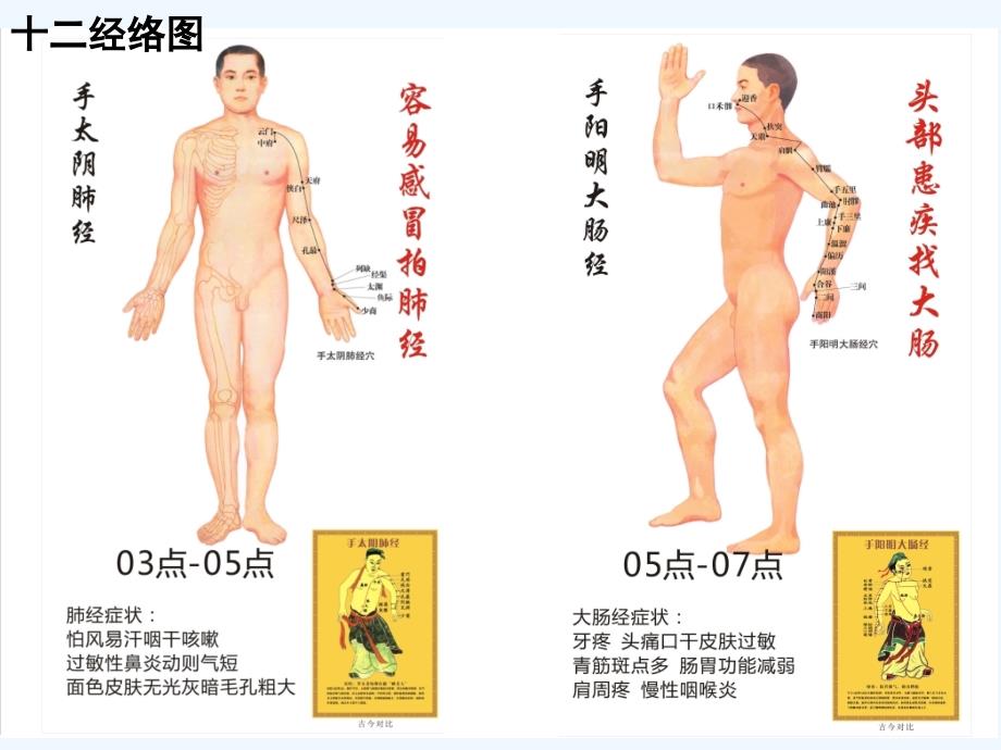 人体经络穴位骨骼肌肉讲解课件_第3页