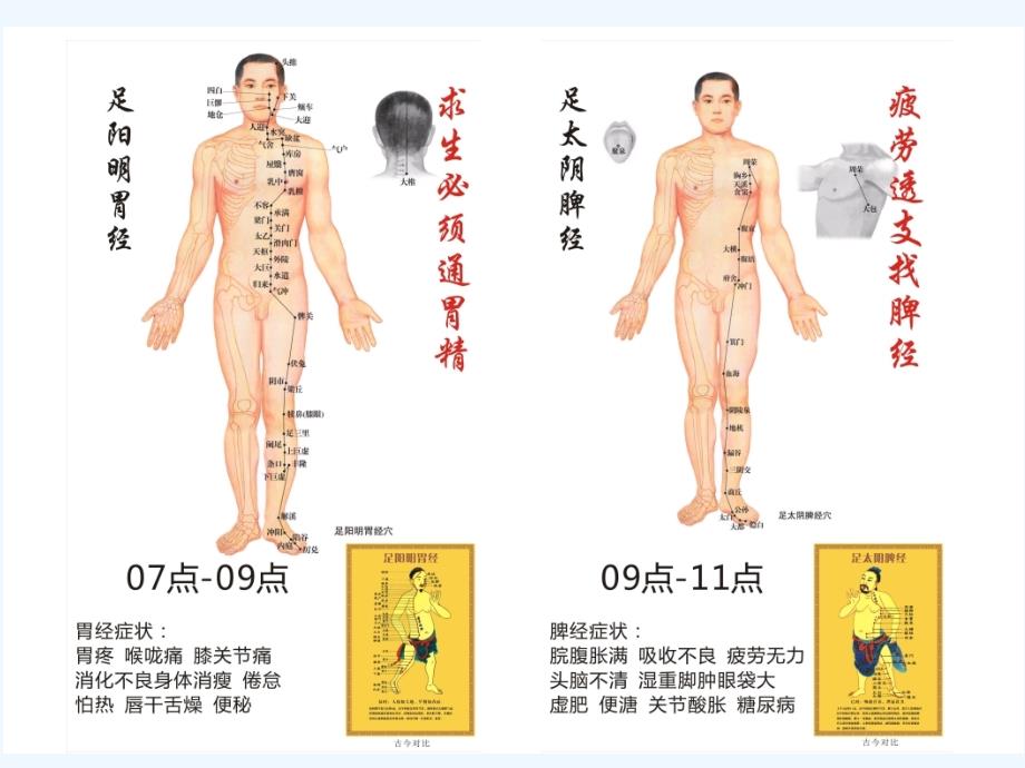 人体经络穴位骨骼肌肉讲解课件_第4页