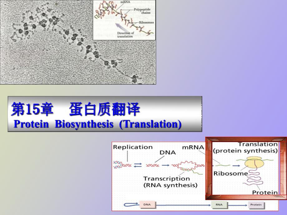 蛋白质翻译及翻译后修饰_第1页