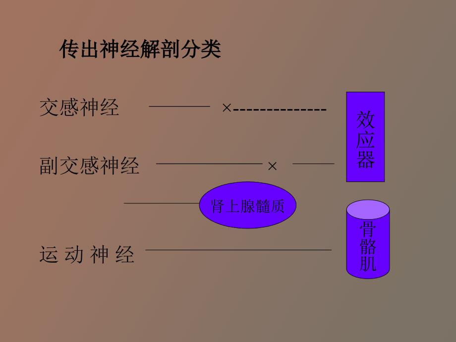 本科药理传出神经药_第3页