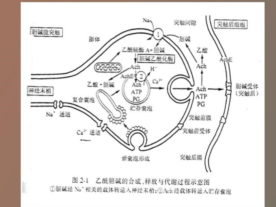 本科药理传出神经药_第5页