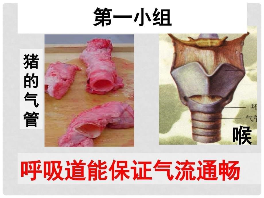 广东省中山市七年级生物下册 第四单元 第三章 人体的呼吸（呼吸道对空气的处理）课件 （新版）新人教版_第5页