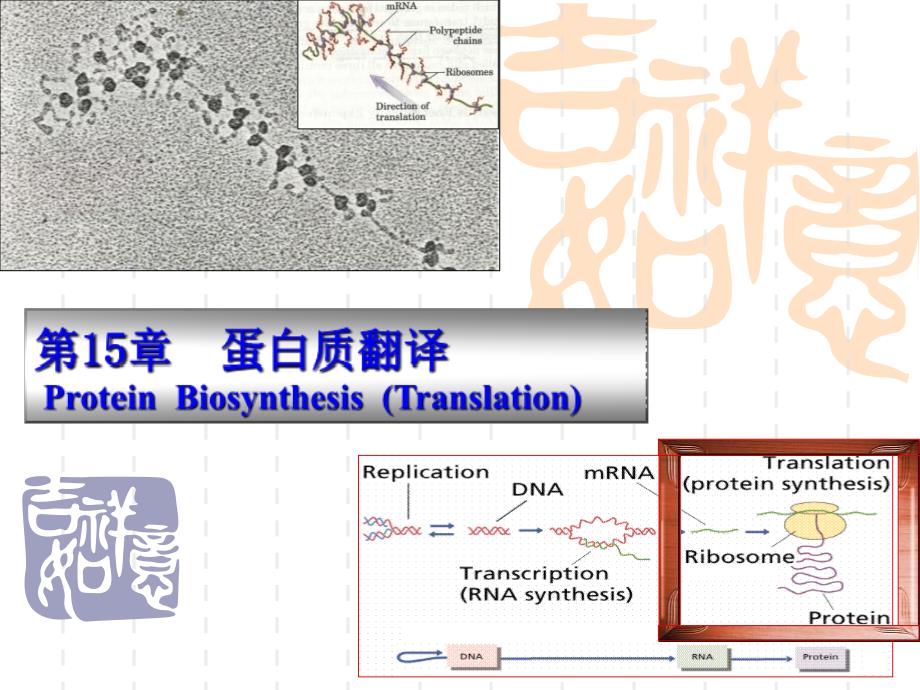 蛋白质翻译及翻译后修饰_第1页