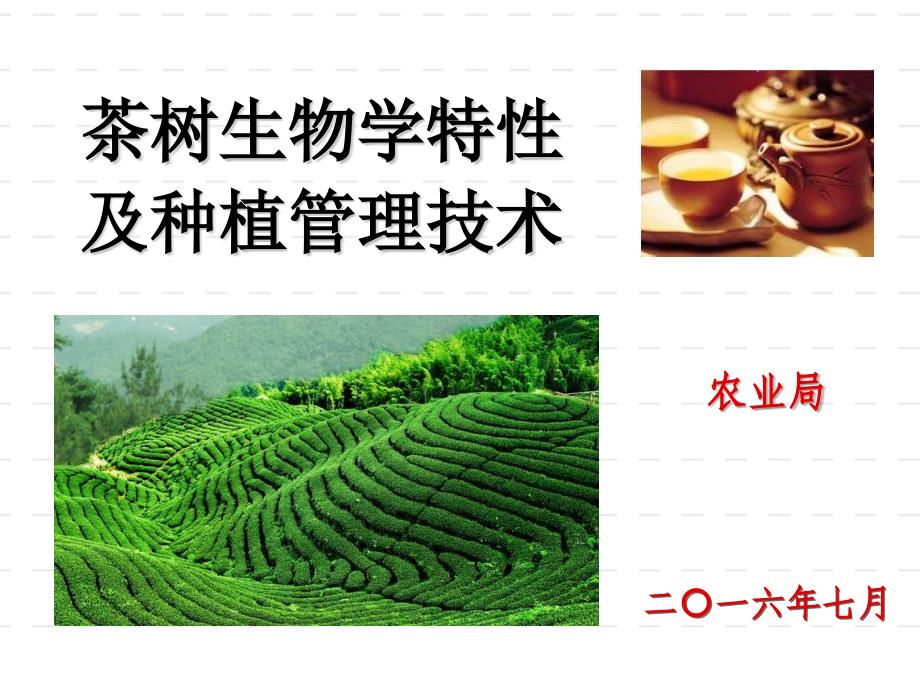 茶树种植管理.ppt_第1页