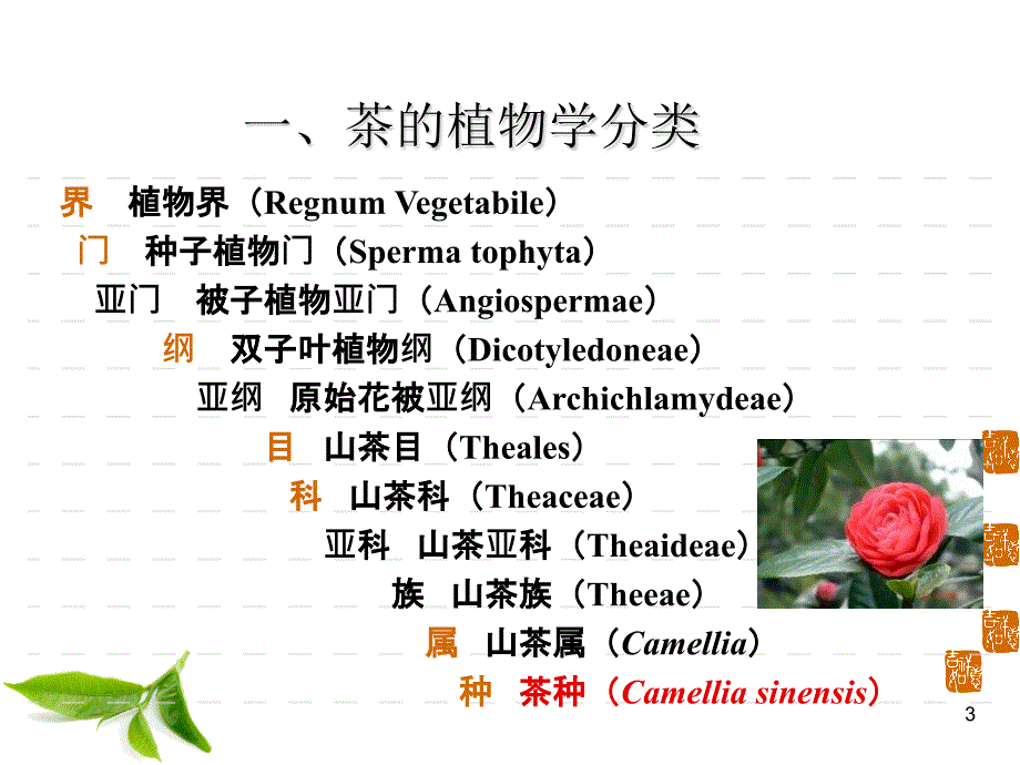 茶树种植管理.ppt_第3页