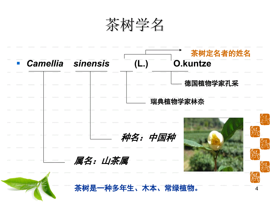 茶树种植管理.ppt_第4页