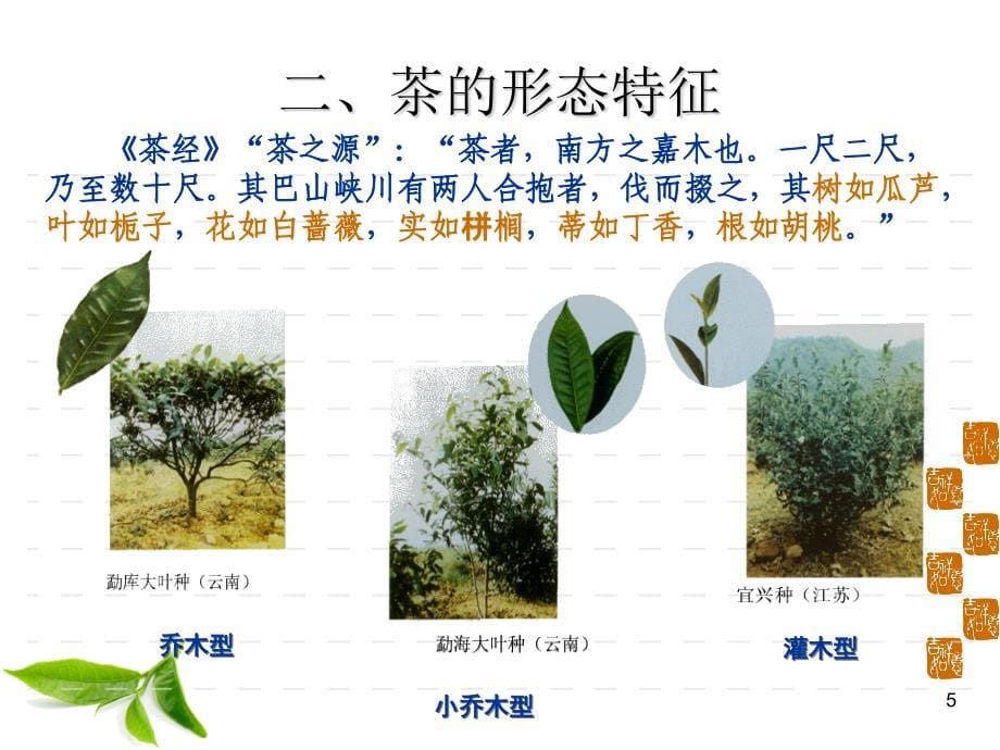 茶树种植管理.ppt_第5页