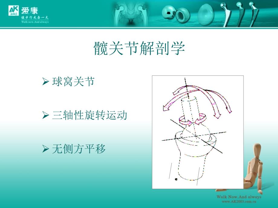 《髋关节解剖学》PPT课件_第3页