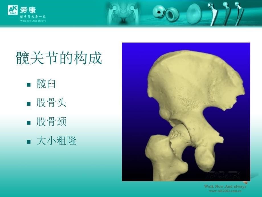 《髋关节解剖学》PPT课件_第5页