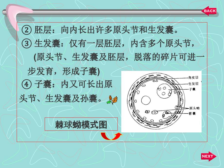 《包生绦虫》PPT课件_第4页