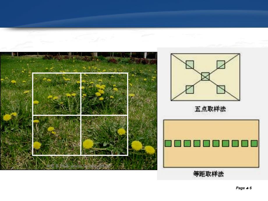 生物群落的基本单位——种群苏教版_第4页