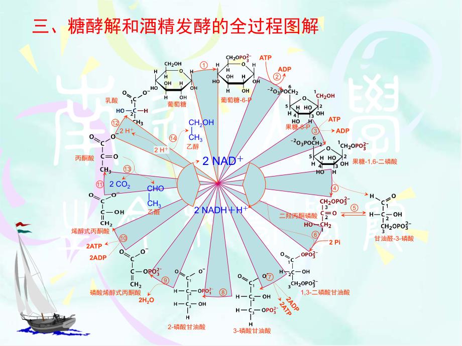 《碳水化合物代谢》PPT课件_第4页