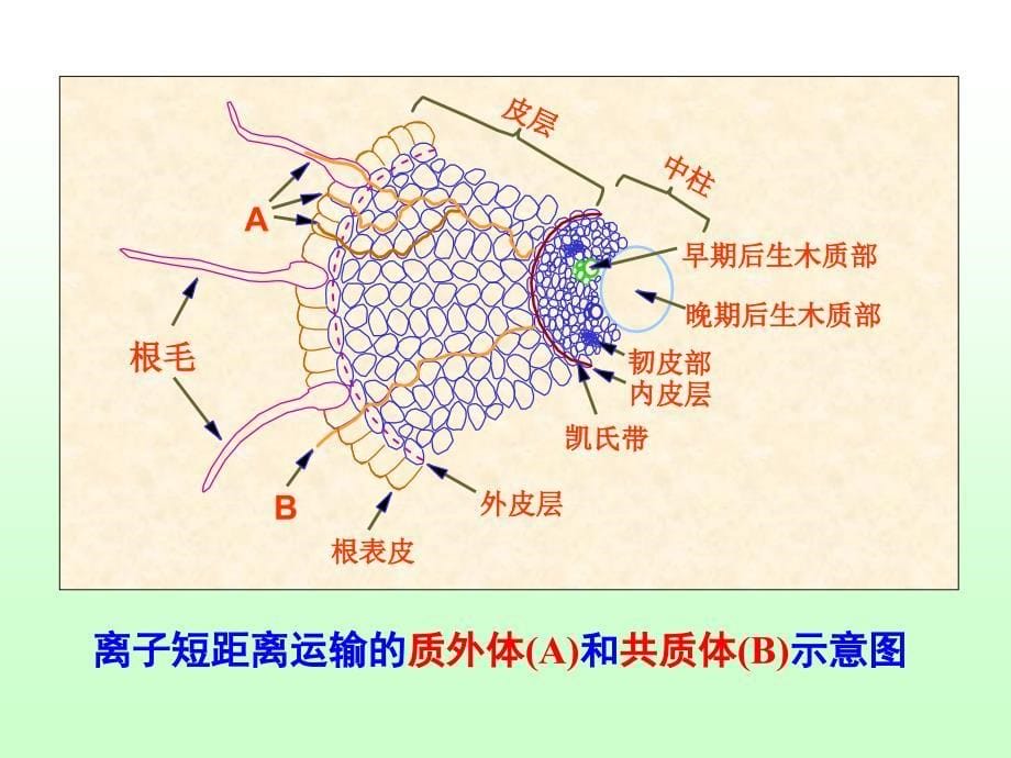 养分的运输与分配PPT课件_第5页