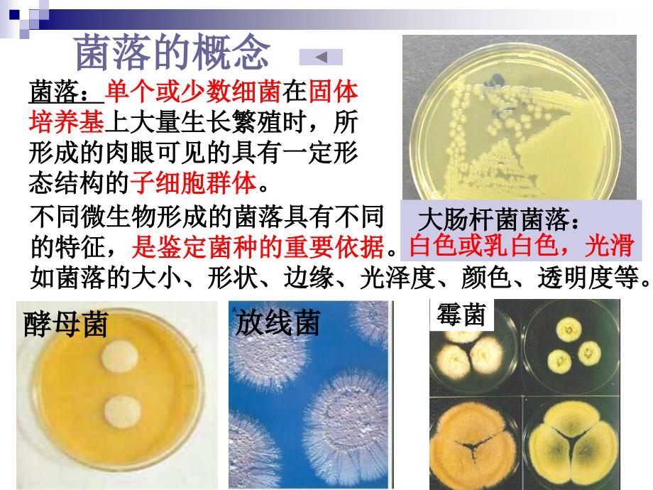 实验1大肠杆菌的培养和分离_第4页