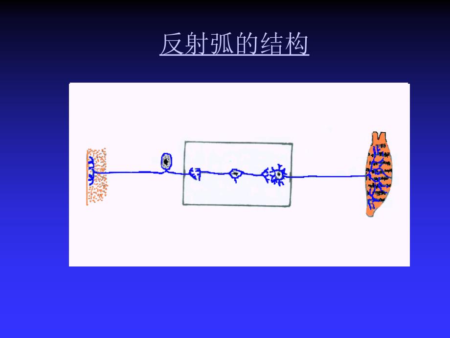 第三节人体功能活动调节课件_第3页