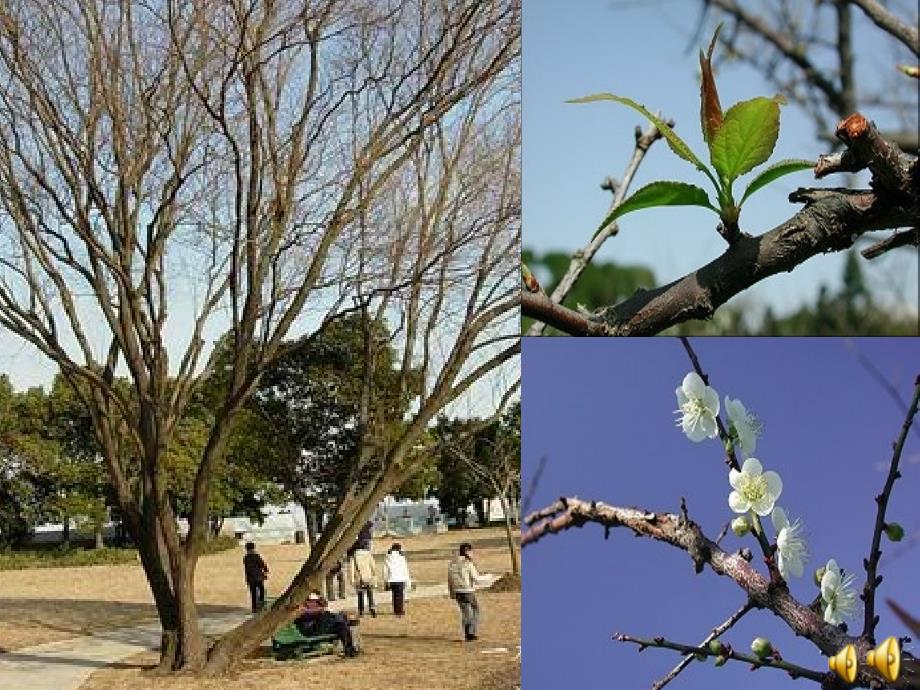 八年级生物上册 第四单元 第一章 第六节 芽的类型和结构课件2 济南版_第2页