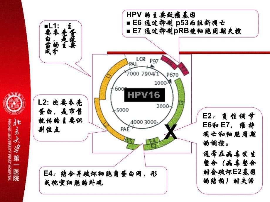 宫颈疾病规范化治疗流程_第5页