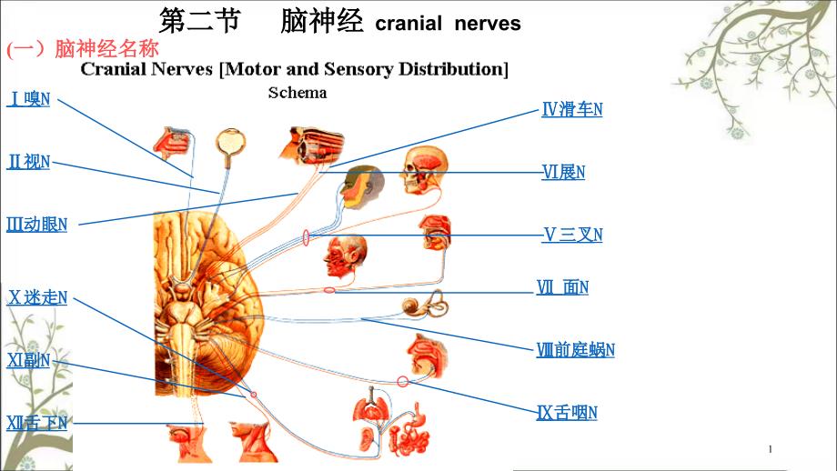 脑神经修改课件_第1页